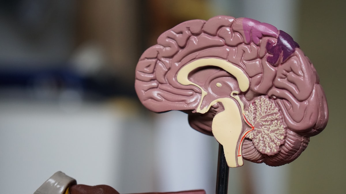 NAD+ and NMN: The Longevity Supplement, Examined