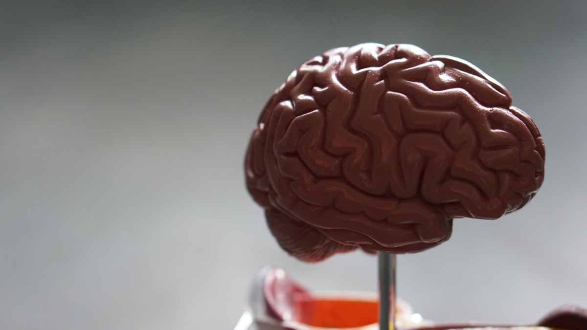 Nootropics 101: A Beginner's Guide to Evidence-Based Cognitive Enhancers
