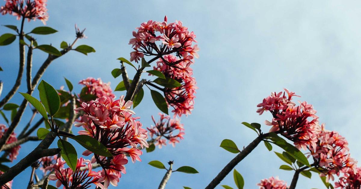 Ashwagandha Deep Dive: Stress, Sleep, Testosterone and Thyroid